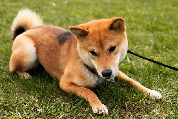 【動画】犬系彼女、焼肉屋へ行く