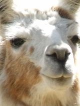 �����Ȥ���������