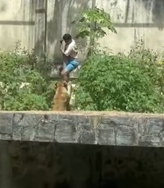 【動画】Z世代、ライオンの檻に侵入して死亡