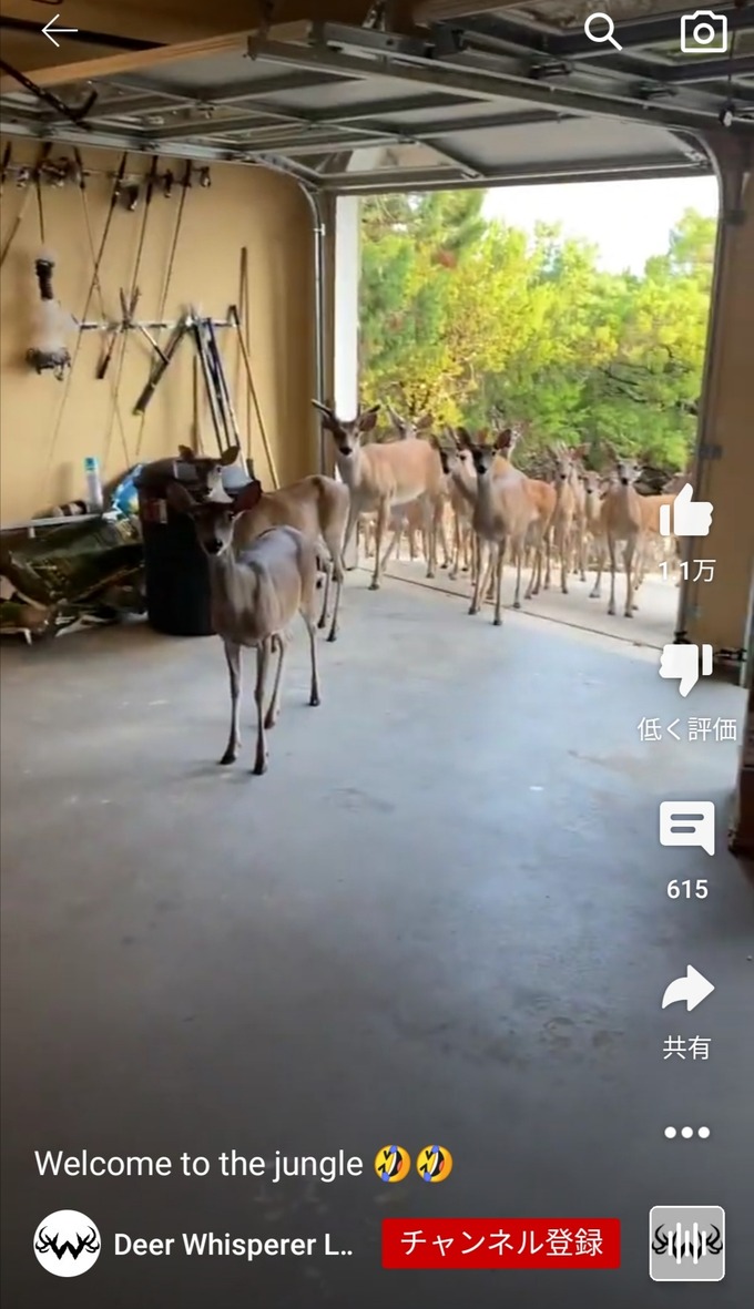 sika