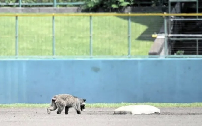 tanuki