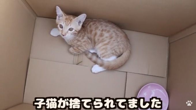 neko10