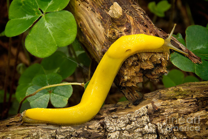 banana5