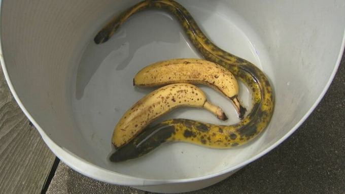banana2