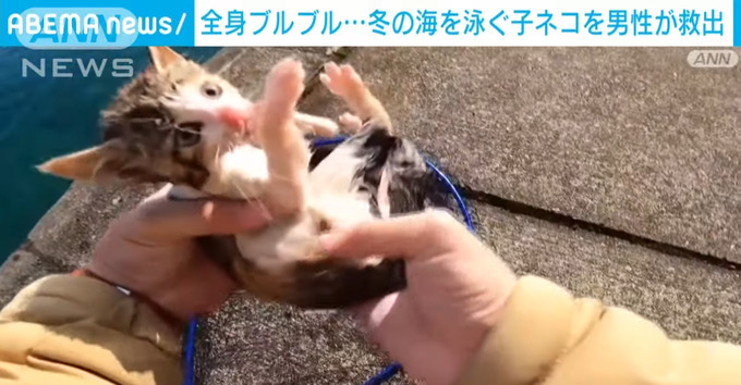 【朗報】子猫を海から救出したYouTuber、ニュースになり英雄扱いされるｗｗｗｗｗｗ