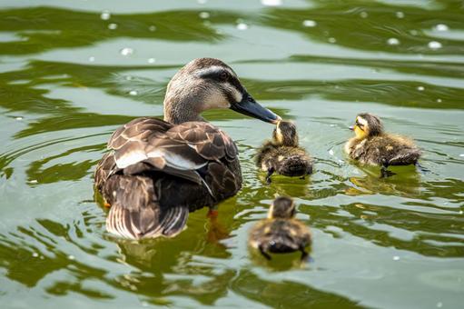 【動画】ムチムチ女子さん、カモの子どもを助ける為に排水溝に突入