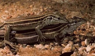 【朗報】エチエチすぎる生態のトカゲ、発見される