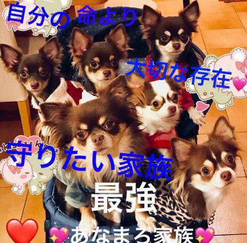 inu16