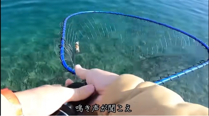 【感動】YouTuberさん、海で釣りをしていたところ偶然にも海面に浮かんでいる子猫を発見してしまう！！
