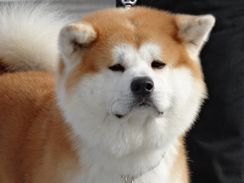 akita