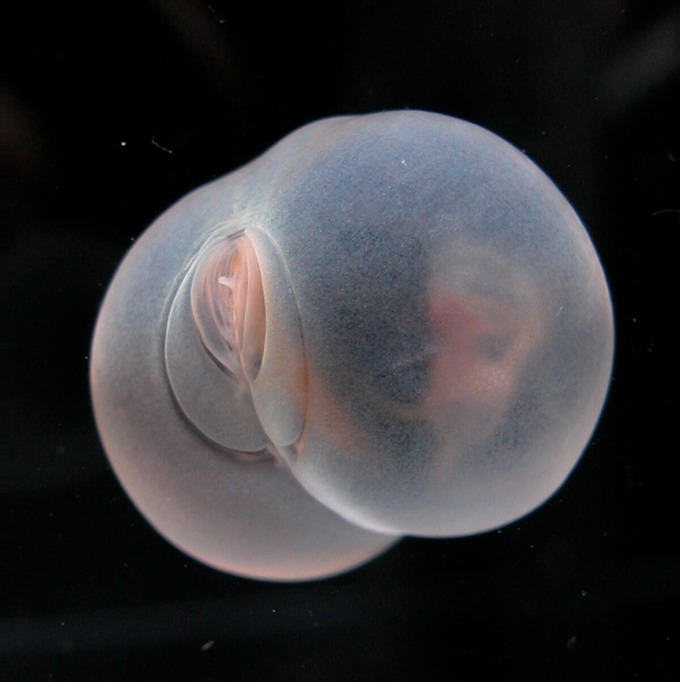 【朗報】据え置き型オ○ホールに激似の生物が深海で発見される