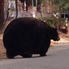 kuma