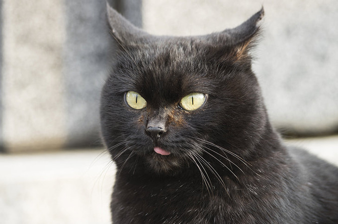 【画像】猫ちゃん、頭部移植手術を受けて強くなってしまう