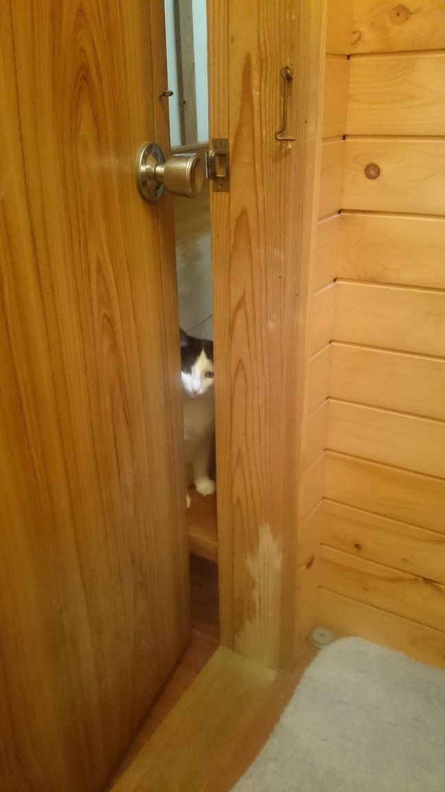 neko4