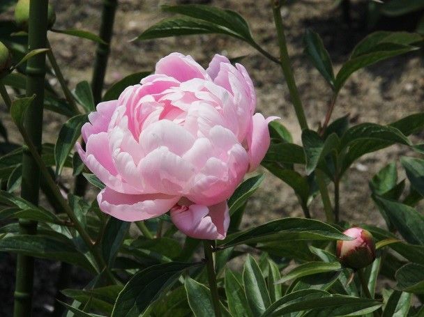 5月1日 月 芍薬は牡丹より美しいねぇ 無愛想な社交家のブログ