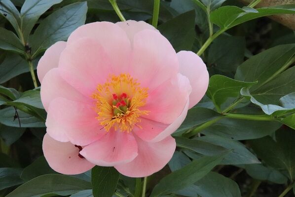 ５月２日 日 もうすでに何曜日かわからなくなった 無愛想な社交家のブログ