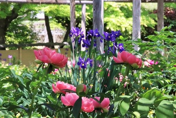 ５月２日 日 もうすでに何曜日かわからなくなった 無愛想な社交家のブログ