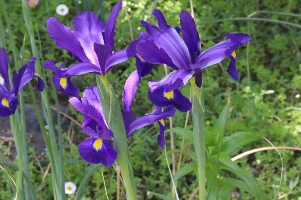 ５月２日 日 もうすでに何曜日かわからなくなった 無愛想な社交家のブログ