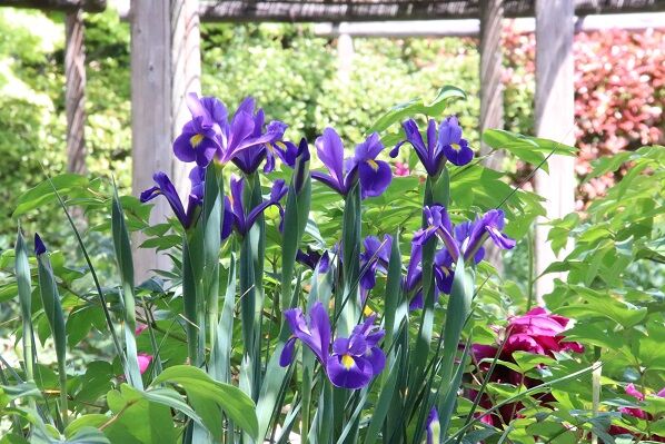 ５月２日 日 もうすでに何曜日かわからなくなった 無愛想な社交家のブログ