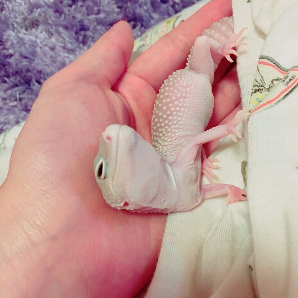 新入りレオパお名前決定 爬虫類と猫 時々刺青