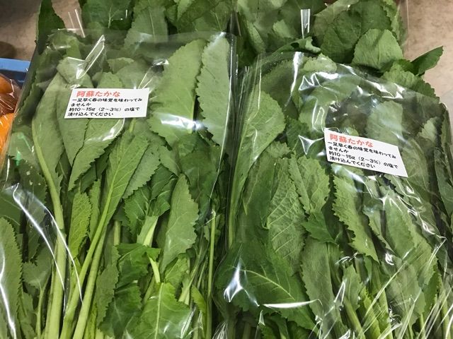 17 03 11 生の阿蘇高菜が入荷していますよ 道の駅大津 つーしん 熊本県 17 03 11 生の阿蘇高菜が入荷していますよ 道の駅大津 つーしん 熊本県