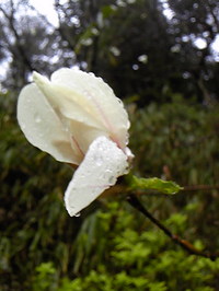 DVC00490