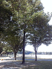 DVC00918