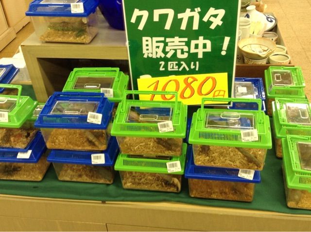 海に日ですね くまモンのiphoneケースとクワガタ 道の駅大津 つーしん 熊本県 海に日ですね くまモンのiphoneケースとクワガタ 道の駅大津 つーしん 熊本県