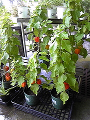 �ۤ�����