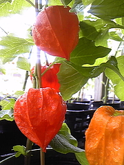 �ۤ�����