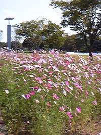 DVC00917