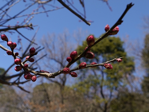 梅の蕾 梅の蕾