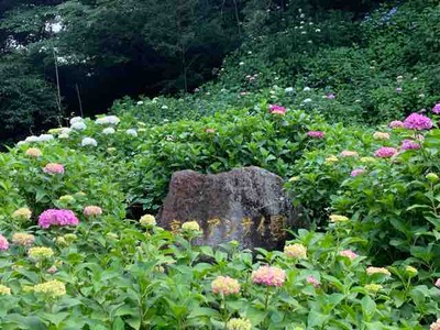 22 06 10 今年も咲き誇りそうです 熊本県大津町 ６月の花の名所 高山アジサイ園 の開花状況です ゆる っと更新してみます アジサイ宣言 道の駅大津 つーしん 熊本県