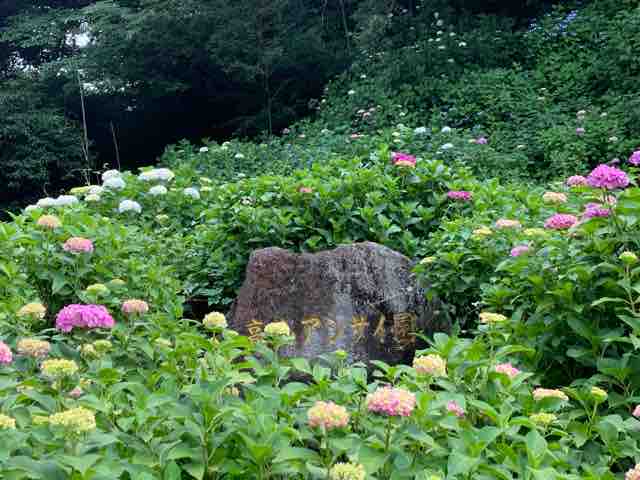22 06 10 今年も咲き誇りそうです 熊本県大津町 ６月の花の名所 高山アジサイ園 の開花状況です ゆる っと更新してみます アジサイ宣言 道の駅大津 つーしん 熊本県