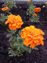 DVC00329