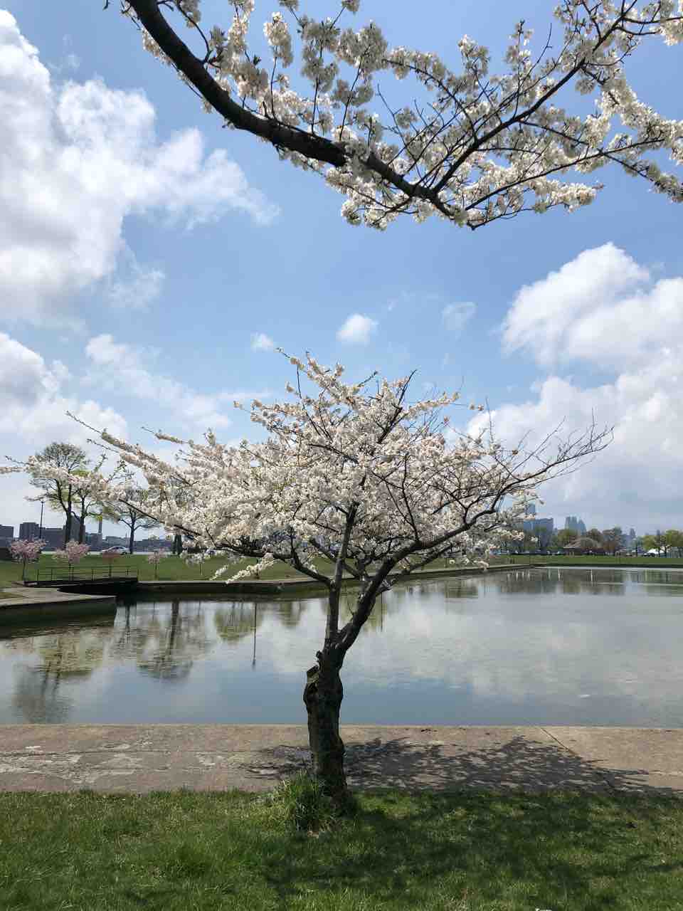 お花見 お花見できるスポットのご紹介〜デトロイトにあるベルアイル公園