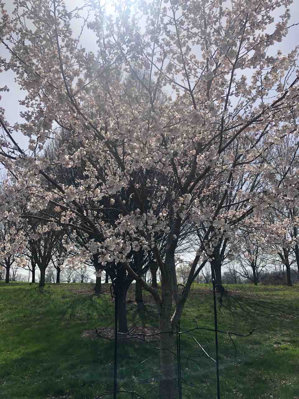 お花見 お花見できるスポットのご紹介〜デトロイトにあるベルアイル公園