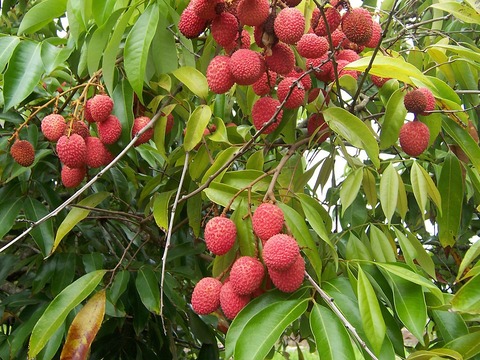 1024px-Litchi_chinensis_fruits