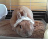 ���ä���