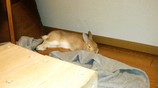 ぐったり