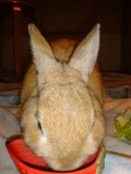 食事