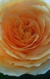 731bb578.jpg