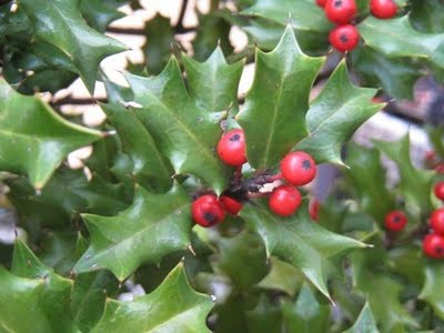 柊の赤き実成っていじらしく