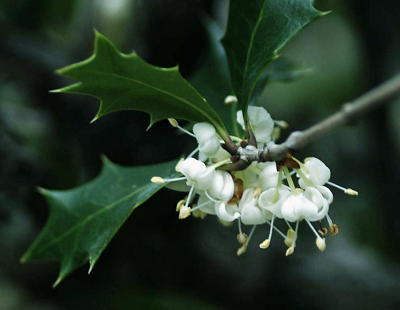 柊の白き花にもいのちあり