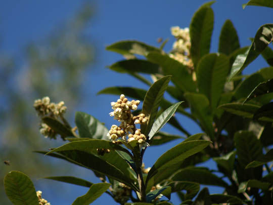 今年また枇杷の花咲き憂いあり