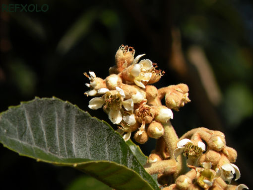 古里の便りはあるや枇杷の花