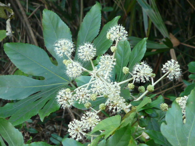 古里の庭にも咲きしや八つ手花