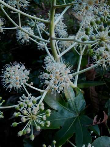 �Ҥ��Ⱥ餯Ȭ�ļ�β֤˿���Ƥߤ�