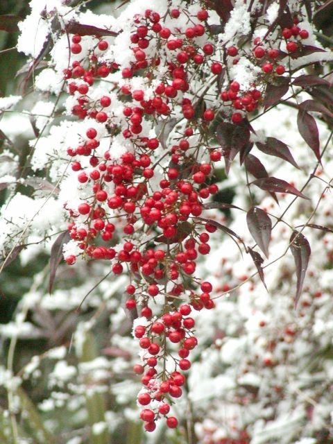 ���ī��ŷ�μ¤���������