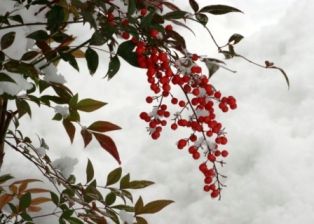 今年また南天赤く染まりけり